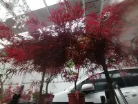 在飛比找Yahoo奇摩拍賣-7-11運費0元優惠優惠-特殊少見的日本品種紅楓樹高度約有120公分葉子全年都是紅色葉