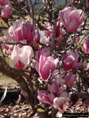 Buy Magnolia Rustica Rubra Flowering Trees (Magnolia soulangeana)