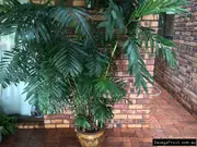 Bamboo Palm, Chamaedorea seifrizii