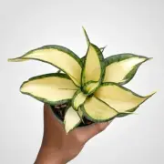 Sansevieria Golden Wendys Mutation Rare Uniqe Snake Plant