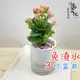 【小品文化】長壽花【現貨】3吋條紋圓免澆水盆栽 懶人盆栽 開花植物 室內植物 自動吸水 創意花盆 居家辦公盆花