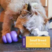KONG Senior Dog Toy Purple Natural Rubber Chew Fetch Treat Dispenser AU