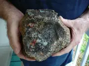 (DF848-3) 6" Fossil REAL DINOSAUR POOP Coprolite Dino Valley Utah DUNG fun Poo