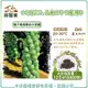 【綠藝家】大包裝B26.長島抱子甘藍種子12克(約3300顆)