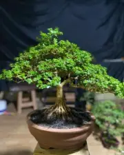 Bonsai Premna Micropylla | Bonsai Tree | Bonsai Natural Style| Bonsai Juniperus