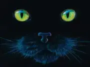Charles Lynn Bragg Sunsout 1000pc Black Cat Puzzles Sealed New