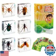 Insect Specimen Set, Bugs Collection Scientific Education Gift for Kids Aged