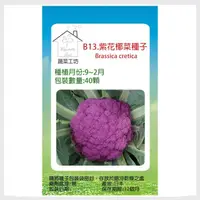 在飛比找momo購物網優惠-【蔬菜工坊】B13.紫花椰菜種子40顆