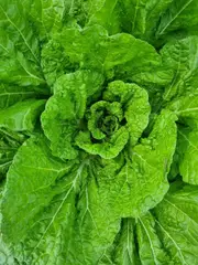 CHINESE CABBAGE / WONG BOK / WOMBOK 'Michihilli' seeds