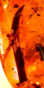 Long Leaf with Liverwort Sprig in Burmite Amber Fossil Gemstone Dinosaur Age