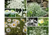 WHITE FLOWER COLLECTION / 12 packets of seeds