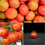 Tomato - Tigerella seeds