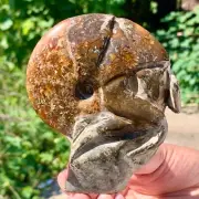 302G Rare! Natural Tentacle Ammonite FossilSpecimen Shell Healing Madagascar