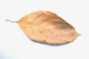 Dried Jackfruit Leaves Organic Ceylon 100% Natural Dry Leaves Water Conditione