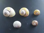 #J Nice mix of 5 different attractive shade/color Caribbean Cu land snail shells