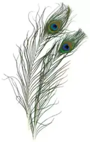 Peacock Eye Feathers 2/Pkg Natural