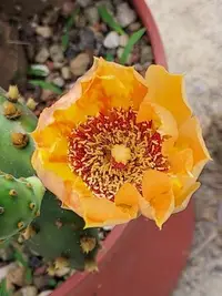 在飛比找Yahoo!奇摩拍賣優惠-【石在好玩】Opuntia decumbens 智利團扇仙人