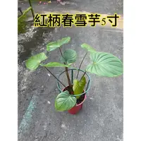 在飛比找蝦皮購物優惠-霏霏園藝紅柄春雪芋5寸特價一棵580元原價700元