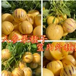 🌺 🌺信徒園藝【人參果種子】 四季播種 長壽果種籽 特色水果種子 營養豐富 香甜爆汁 香味濃鬱 四季陽臺庭院盆栽