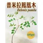 綠果庭院-塊根-普米拉鳳凰木DELONIX PUMILA 種子實生株塊根超漂亮 塊莖植物 超酷塊根多肉植物