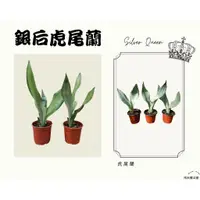 在飛比找蝦皮購物優惠-[園藝植作] 銀后虎尾蘭 / Silver Queen / 