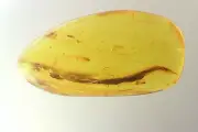 Nice Big 31mm Leaf Fossil inclusion in Baltic amber stone #11500