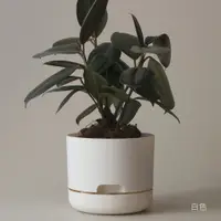 在飛比找蝦皮購物優惠-Mr Kitly x Decor Selfwatering 