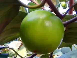 肉龍伯 燕巢牛奶蜜棗/牛奶芭樂