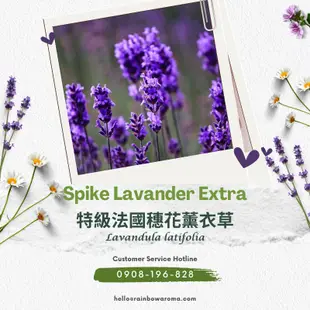 SC-3207，Spike Lavander Extra，特級法國穗花薰衣草