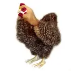 Hansa Hen Beige Realistic Cute Soft Animal Plush Toy 35cm H **FREE DELIVERY**
