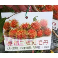 在飛比找蝦皮購物優惠-花花世界_水果苗--泰市三號紅毛丹-- 甜度高4吋盆高40-