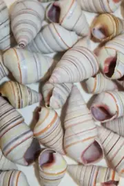 Pale Rainbow Colors Candy Cane Snail Shells - SS-148
