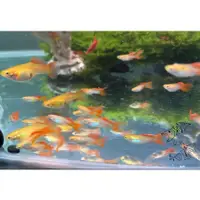 在飛比找蝦皮購物優惠-◆李蝦◆ 日本藍紅雙劍孔雀 3-4cm 對魚 (亞成) 冷凍