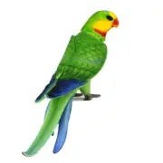 Hansa - Superb Parrot - Realistic Poseable Animal Stuffed Plush Toy - 30cm