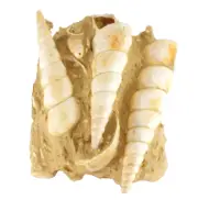 Fossil Turritella Shell from Bordeaux, France (EA6485) marine ocean