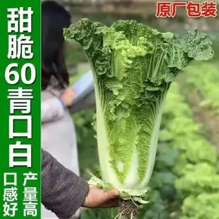 天津青麻葉大白菜種子秋冬直筒包心白菜蔬菜籽紹菜山東大白菜種子