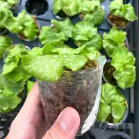 在飛比找蝦皮購物優惠-《圓葉亞猴鹿角蕨》 觀葉植物 室內裝飾  文青風必備  IG