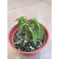 在飛比找蝦皮購物優惠-🌵養樂兜🌵多肉植物/琉桑/臭桑/平價塊根/荷包友善