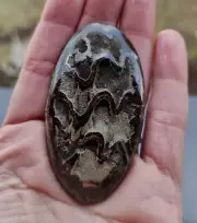 Simbircite-Ammonite Geode, ID 2224, 64x35 mm