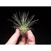 在飛比找蝦皮購物優惠-<美心花園>空氣鳳梨 空鳳  白毛毛 Tillandsia 