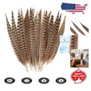 20pcs Natural Male Pheasant Feathers 12-14inch for Craft & Decoration Elegance