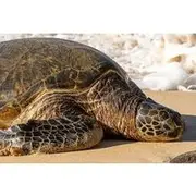 Save 26.00%! Oahu Island Highlights in Small Group | 30 Spots | ~10 Stops