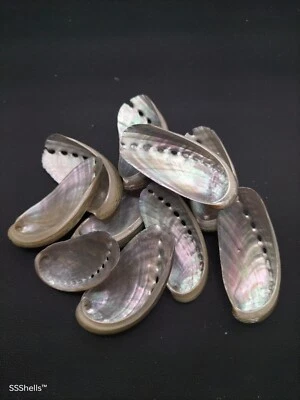 10 x Abalone Haliotis asinina sea shells. Craft beach home decor 2-2.5"
