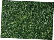 Green Leaves Photography Backdrops Grass Backdrop Wall Greenery Safari 7X5FT