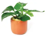 Anubia Nana 3Cm Terracotta Pot