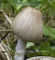 Set of 5 Greeting Cards - Young Inky Cap Mushroom - Free Shipping
