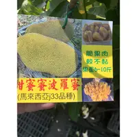 在飛比找蝦皮購物優惠-『宥植栽&果苗』甜蜜蜜波羅蜜 J33 果肉清脆、較不黏膩