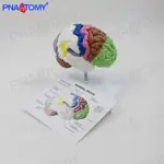 臺灣熱賣🔥🔥PNATOMY 彩色腦模型人體大腦解剖腦功能區1比1大小神經科教學演示1430