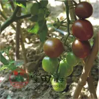 在飛比找Yahoo!奇摩拍賣優惠-【野菜部屋~】L19 黑帥紫黑蕃茄種子100粒 , 抗病性強