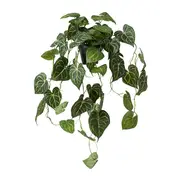 [Sleeping Giant] Hanging Anthurium Potted Plant Variegated - 38cm x 35cm x 84cm